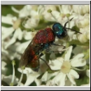 Chrysis viridula - Goldwespe 04 hsk.jpg